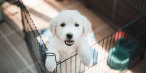 How to Choose the Right Cage Accessories for Your Pet