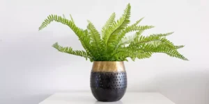 What Are the Signs Your Indoor Plants Need Attention?