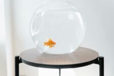 Common Aquarium Setup Mistakes to Avoid