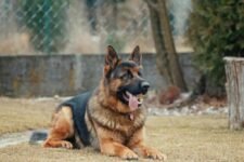 How Can You Keep Your Garden Free From Animal Intruders?