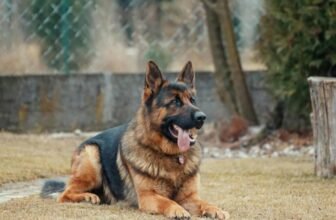 How Can You Keep Your Garden Free From Animal Intruders?