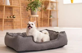 Choosing the Right Bedding for Your Exotic Pet’s Comfort