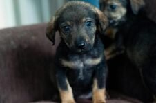 Preventing Common Pet Illnesses and Diseases