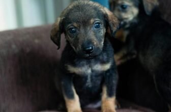 Preventing Common Pet Illnesses and Diseases